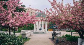 Kogan Plaza with trees in full bloom.